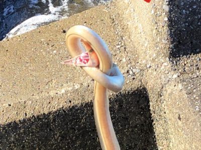 ダイナンウミヘビの画像