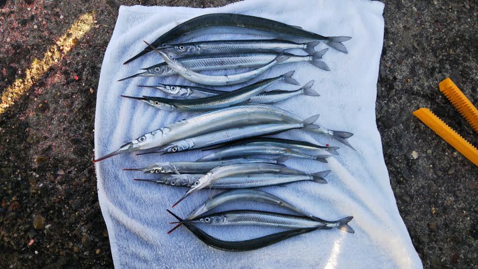 勝浦で釣れた１６匹のサヨリ